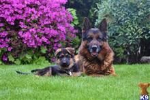 german shepherd puppy posted by Texas Big